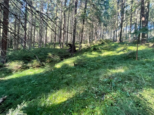 Moc pěkný horský les, který si vychutnáme za necelé tři týdny 🌲.

#orientak #orienteering #czechotour #otour #beskydy #bila