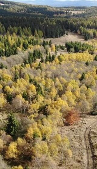 Za pár dnů tu máme prosinec, podzim už se definitivně chýlí ke konci!🍂

V Krušných horách se nám ale v barevném lese běhalo moc hezky. Tak přinášíme ještě rychlé ohlédnutí a poznávačku českých listnatých stromů, které jste mohli potkat na Lesné při závodě!🌳🍁

Tak co, kolik jsi jich uhodl správně?👀